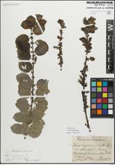 Foto von Salix myrsinifolia Salisb.